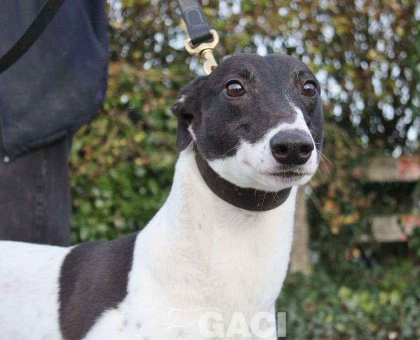 BISCUIT - 01-11-2014 F (3)-1