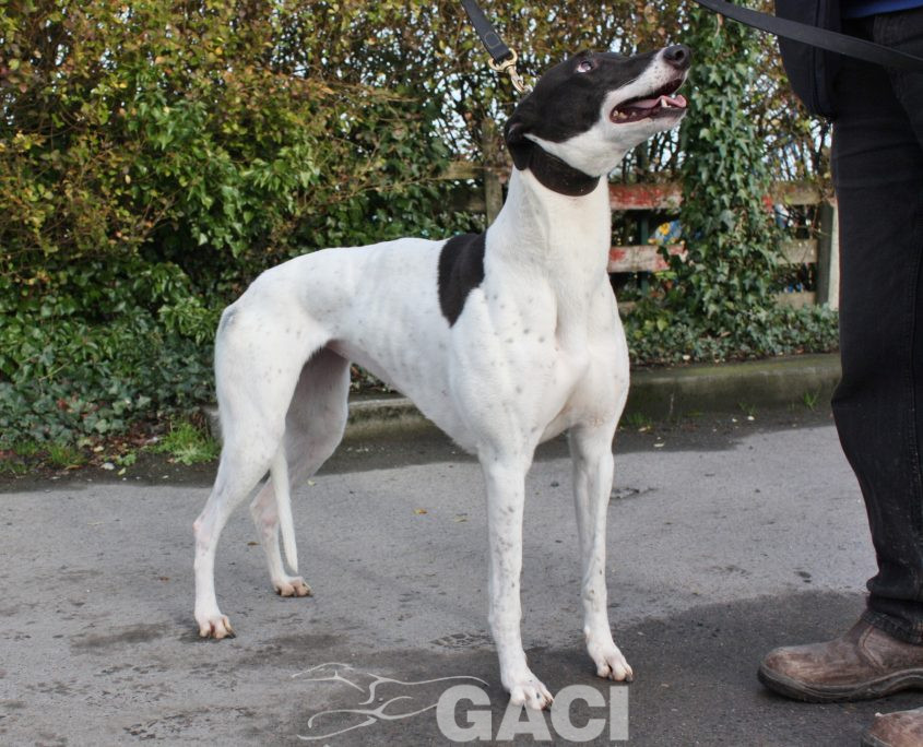 BISCUIT - 01-11-2014 F (4)-1