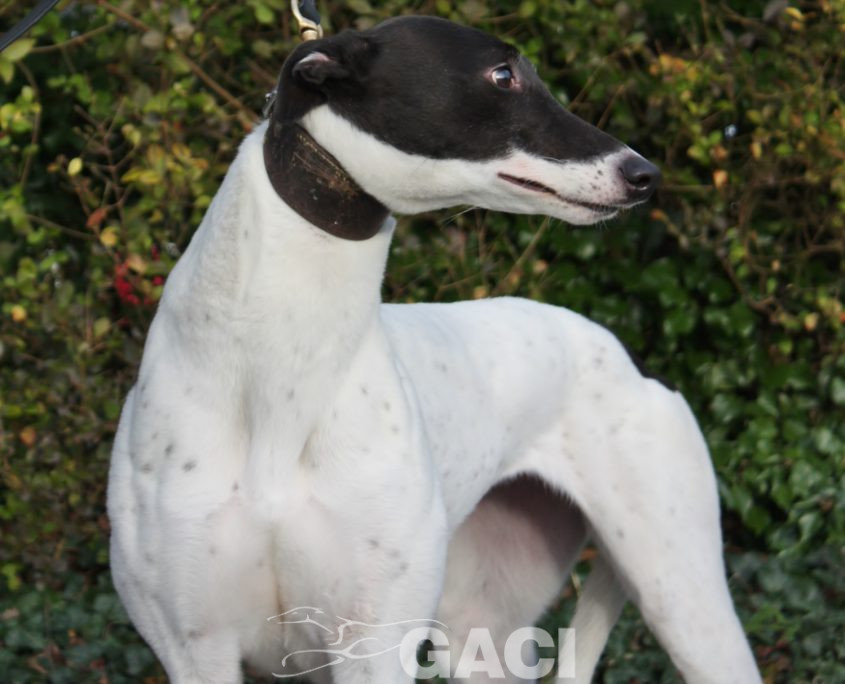 BISCUIT - 01-11-2014 F (5)-1