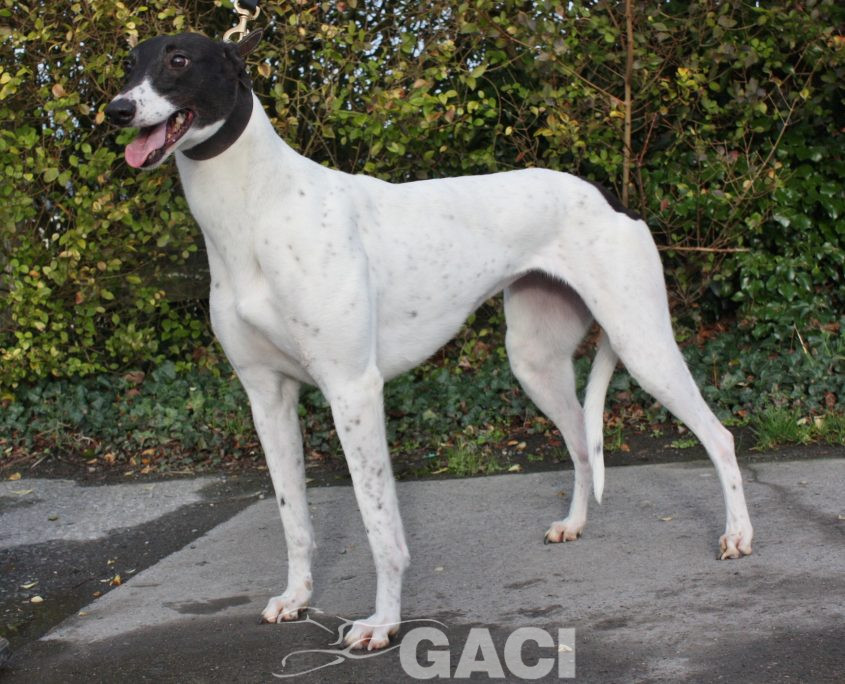 BISCUIT - 01-11-2014 F (6)