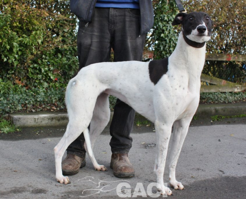 BISCUIT - 01-11-2014 F (7)