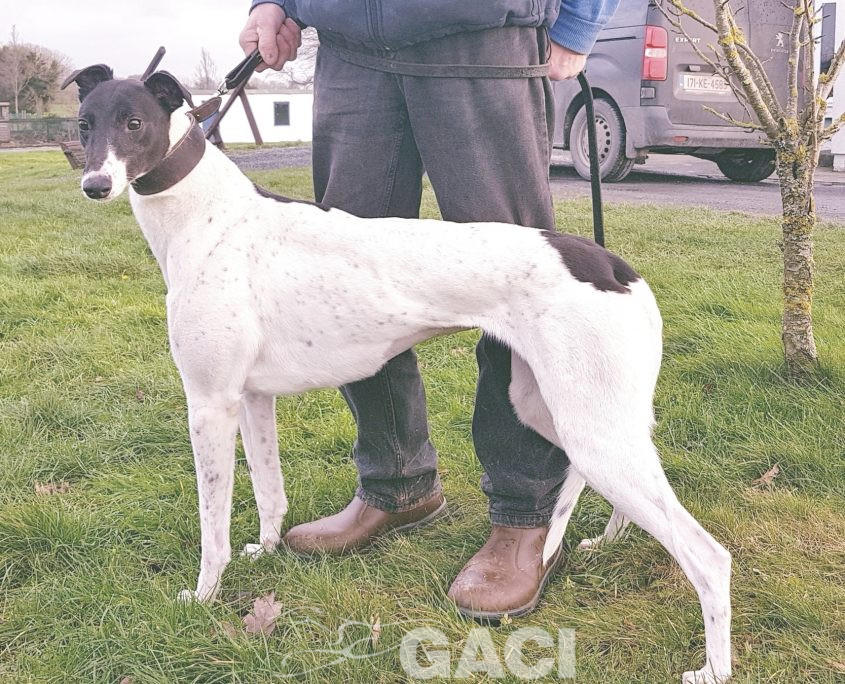 BISCUIT - 01-11-2014 F (8)