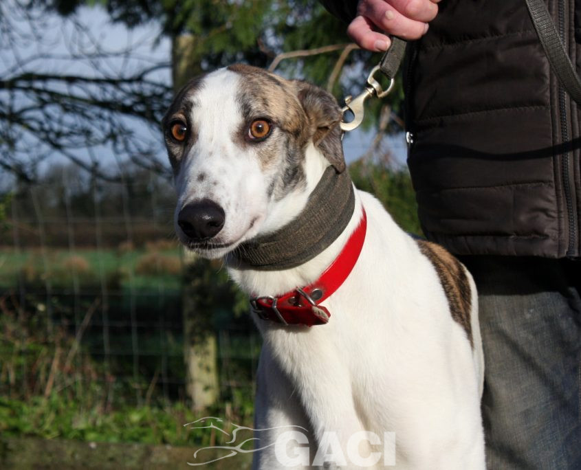 CHARLIE - 07-01-2017 -M (1)