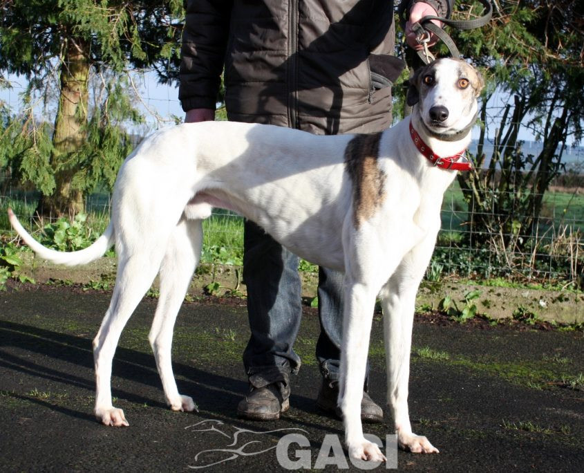 CHARLIE - 07-01-2017 -M (2)