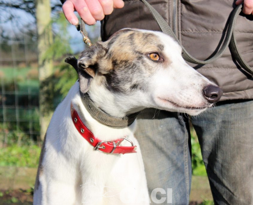 CHARLIE - 07-01-2017 -M (3)