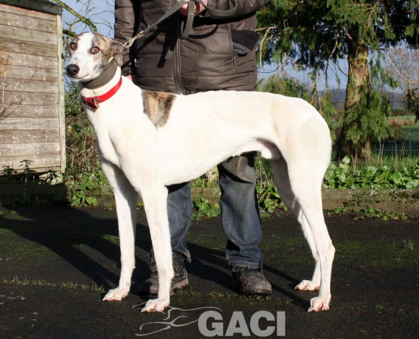 CHARLIE - 07-01-2017 -M (4)