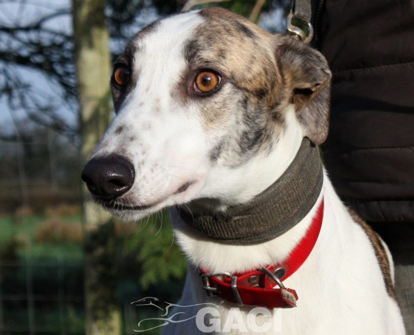 CHARLIE - 07-01-2017 -M (5)