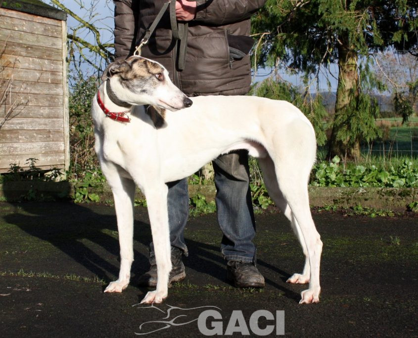 CHARLIE - 07-01-2017 -M (6)