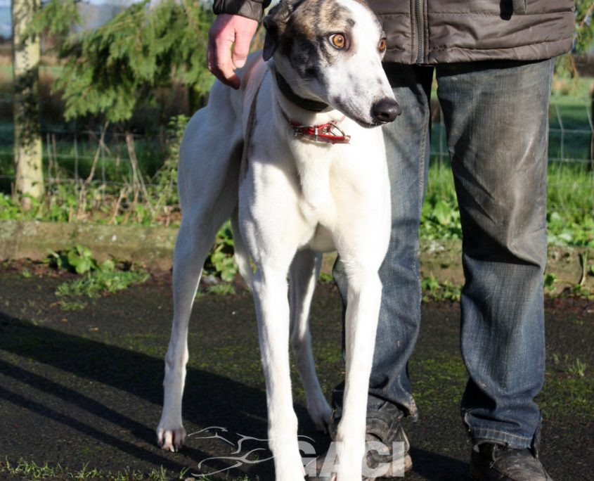 CHARLIE - 07-01-2017 -M (7)