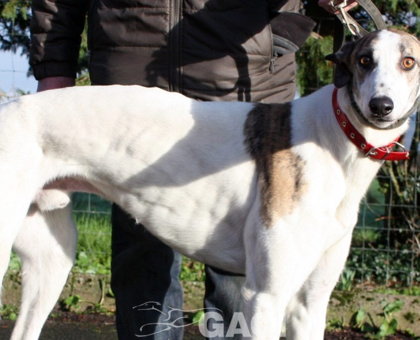 CHARLIE - 07-01-2017 -M (8)