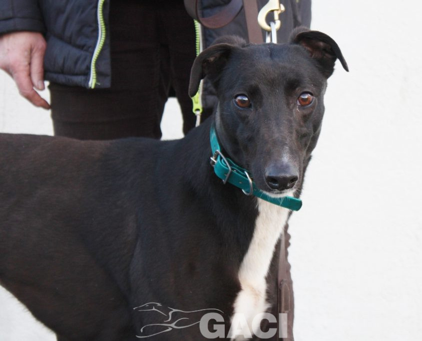 CINDARELLA - 2017 - F (1)