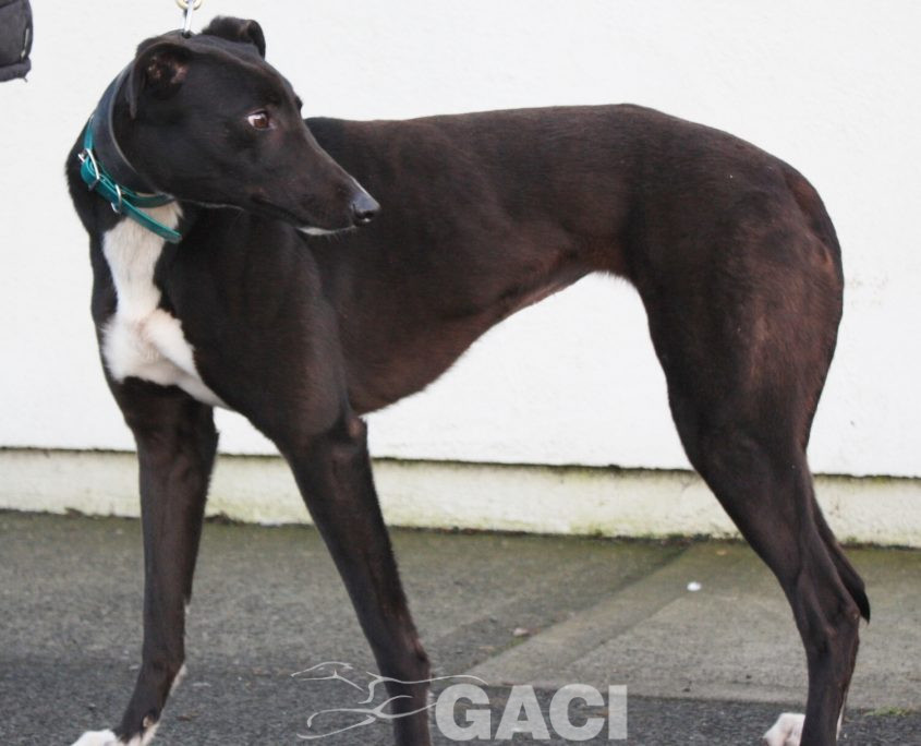 CINDARELLA - 2017 - F (2)