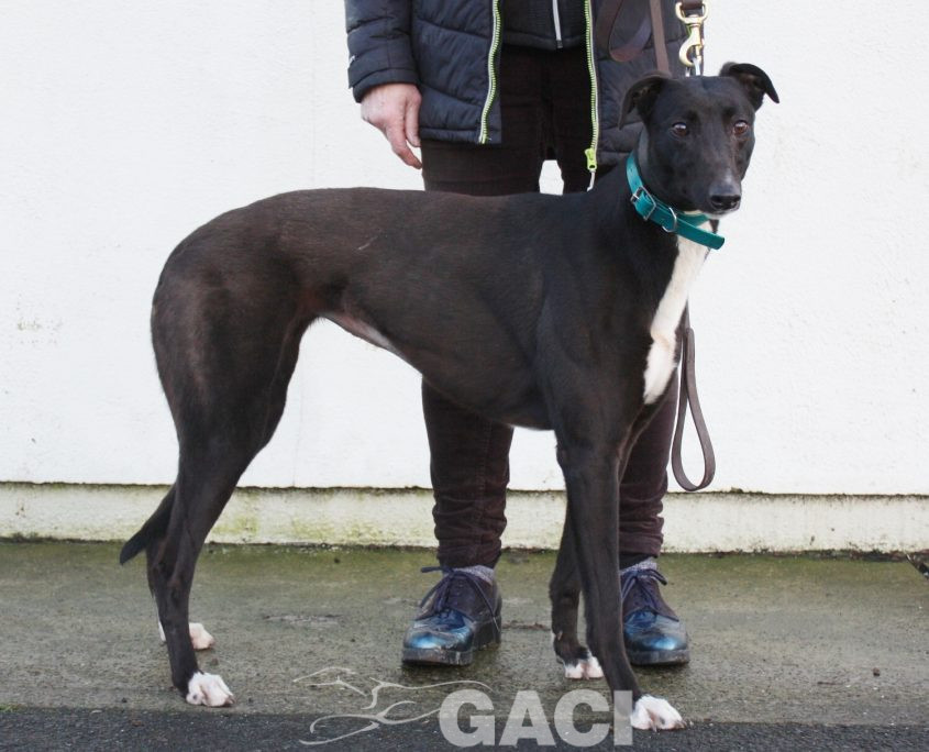 CINDARELLA - 2017 - F (3)