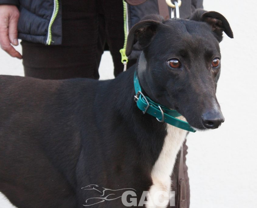 CINDARELLA - 2017 - F (4)