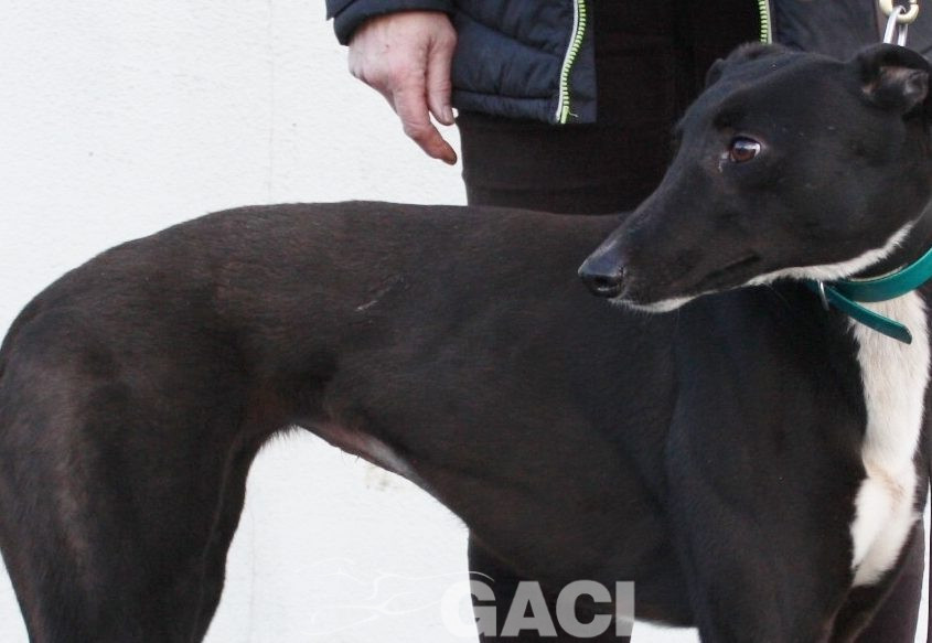 CINDARELLA - 2017 - F (5)