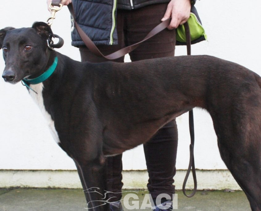 CINDARELLA - 2017 - F (6)