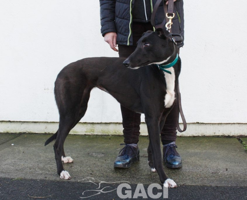 CINDARELLA - 2017 - F (7)