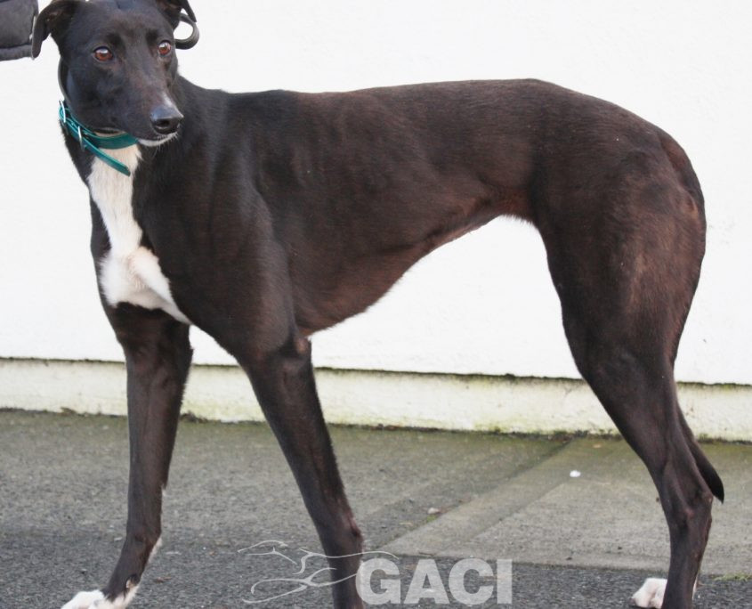 CINDARELLA - 2017 - F (8)