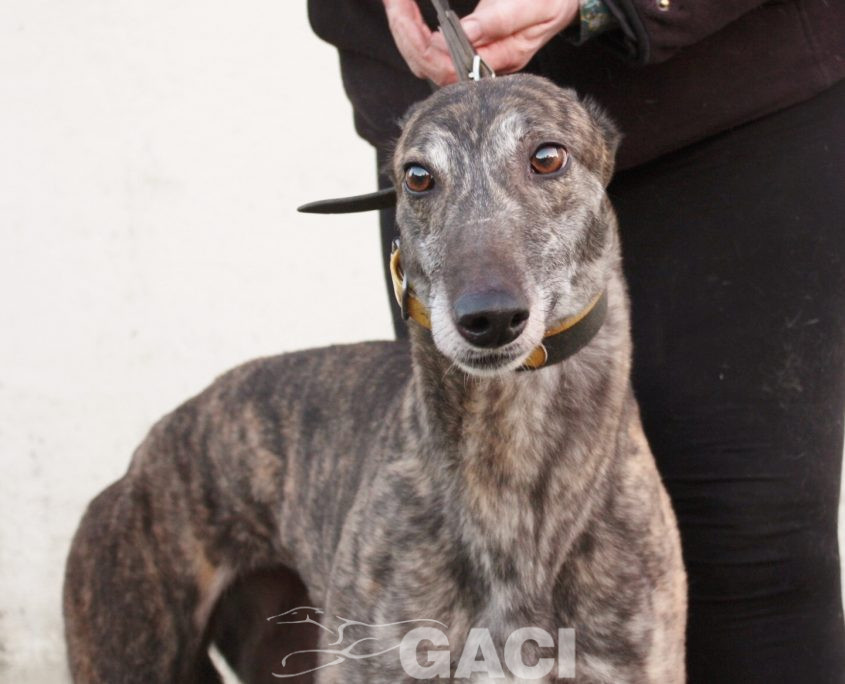 DAVIDA -29-08-2013 - F (1)