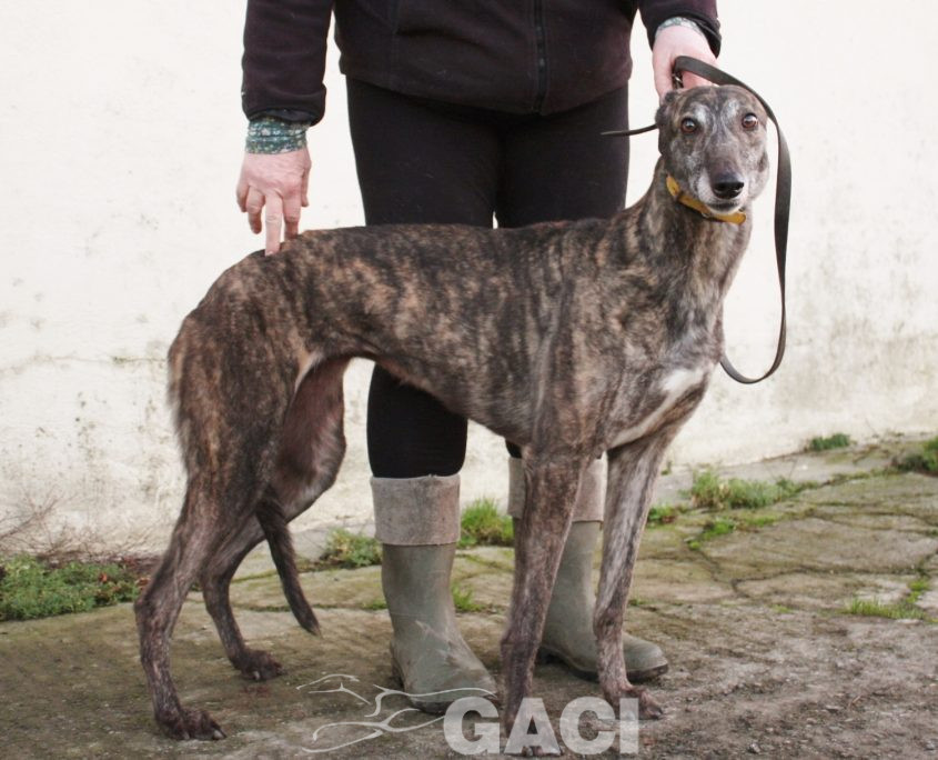 DAVIDA -29-08-2013 - F (2)