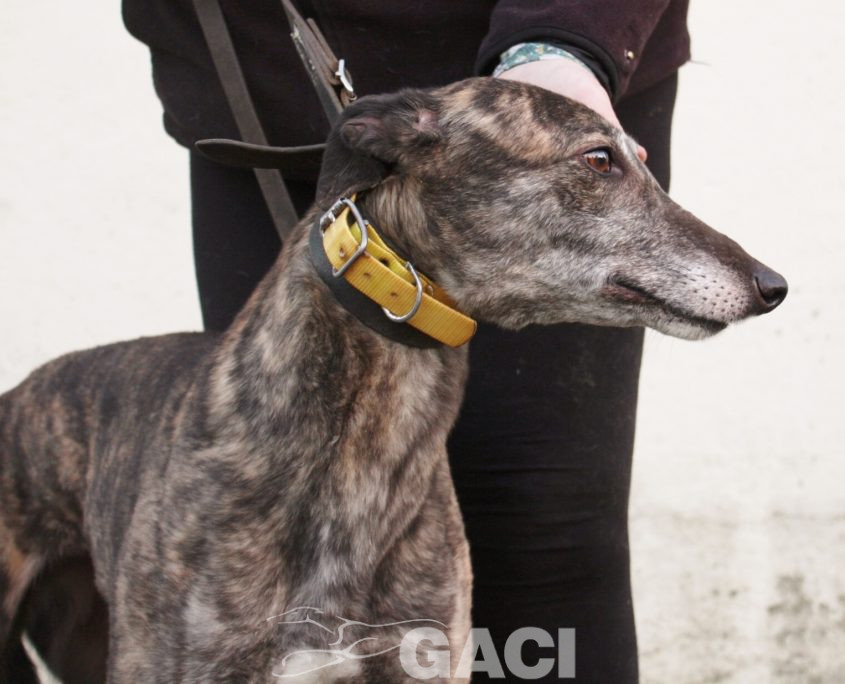 DAVIDA -29-08-2013 - F (3)