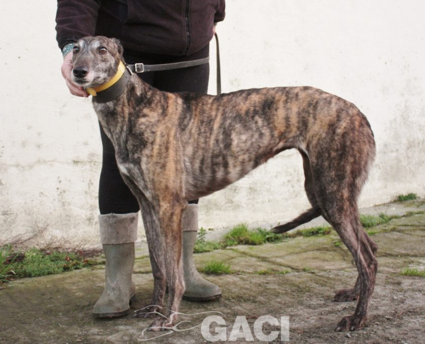 DAVIDA -29-08-2013 - F (4)