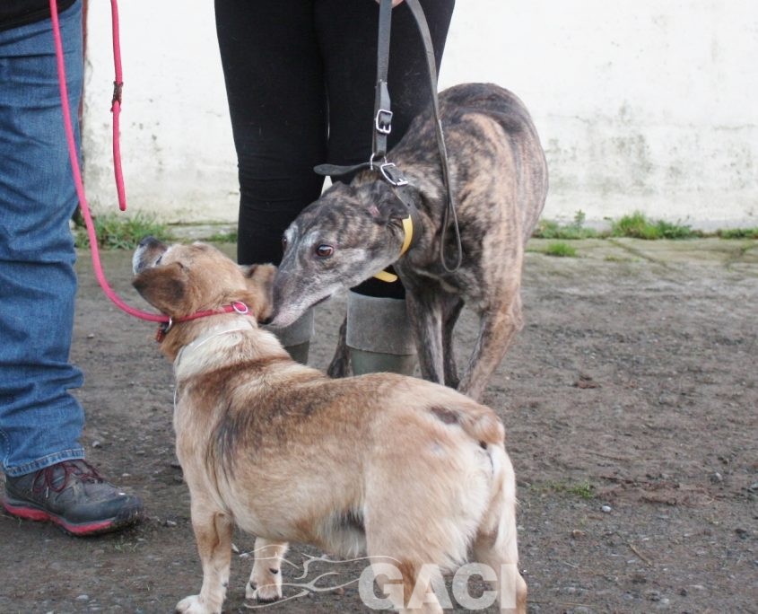 DAVIDA -29-08-2013 - F (5)