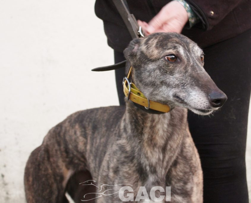 DAVIDA -29-08-2013 - F (6)