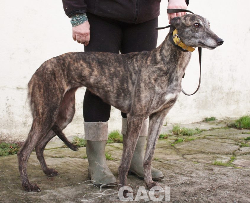 DAVIDA -29-08-2013 - F (7)