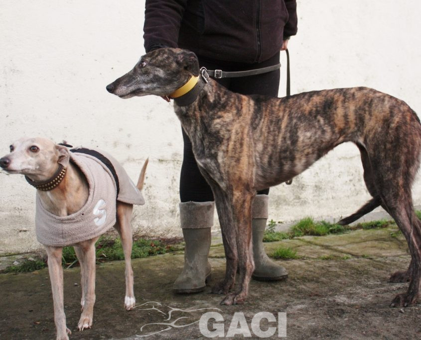 DAVIDA -29-08-2013 - F (8)