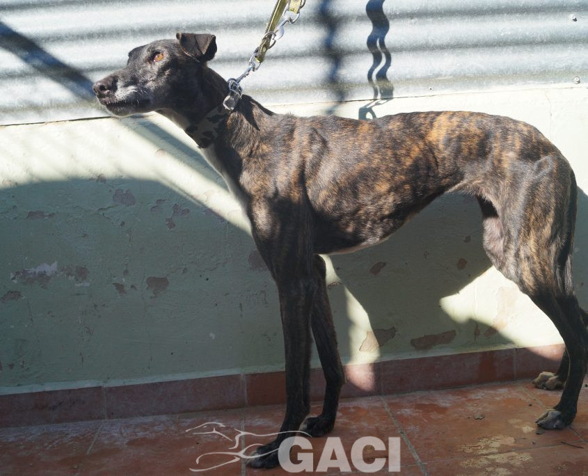 P190206_04 PERLA H5 941000017216421 ( CEDIDA) (1)