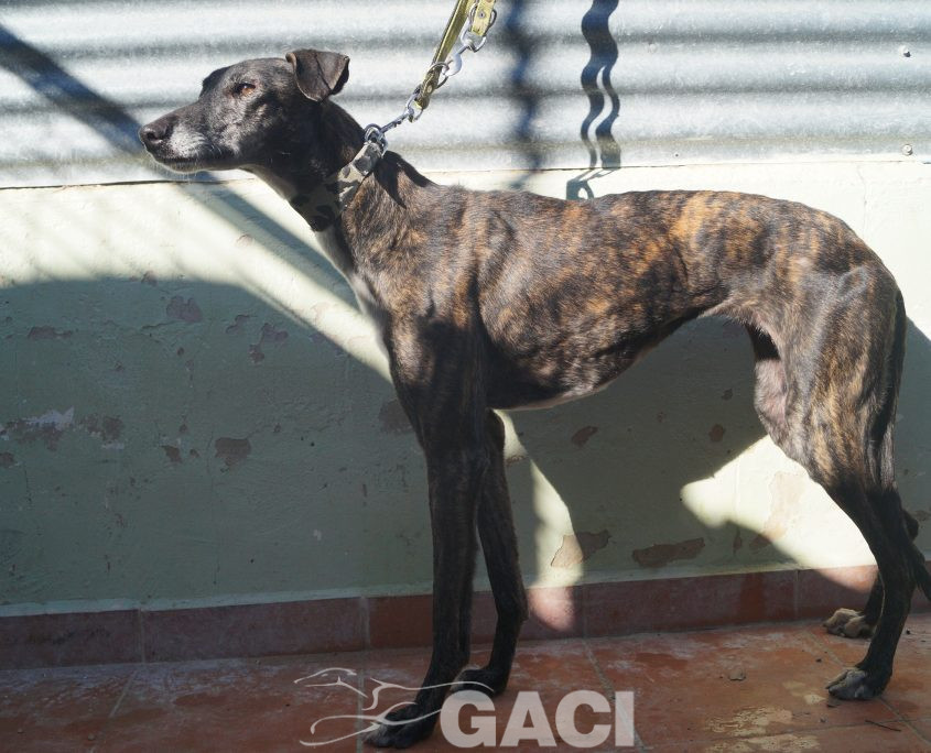 P190206_04 PERLA H5 941000017216421 ( CEDIDA) (2)