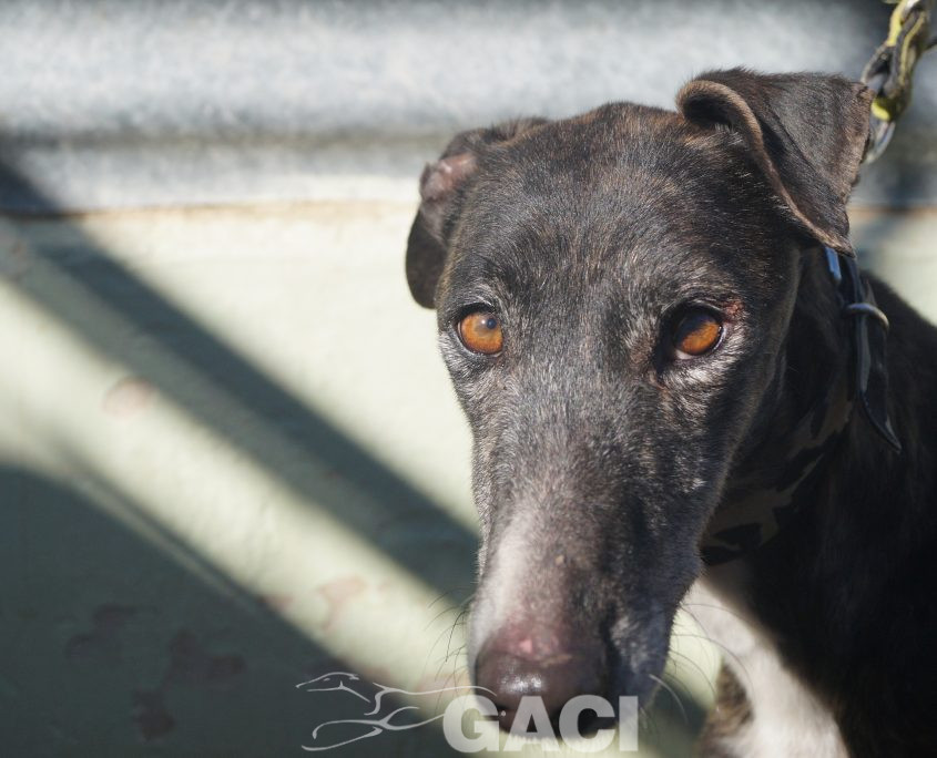 P190206_04 PERLA H5 941000017216421 ( CEDIDA) (3)