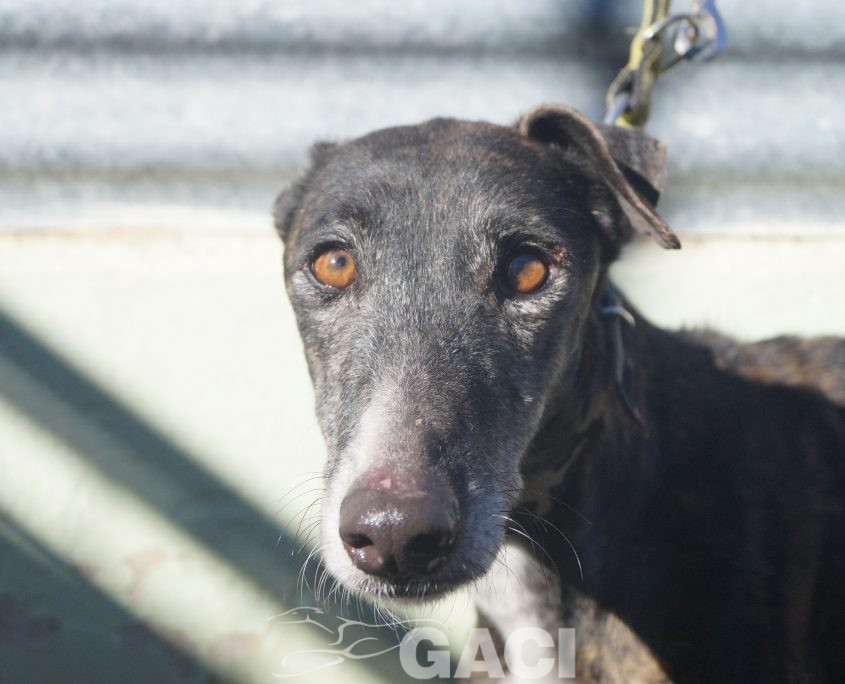 P190206_04 PERLA H5 941000017216421 ( CEDIDA) (4)