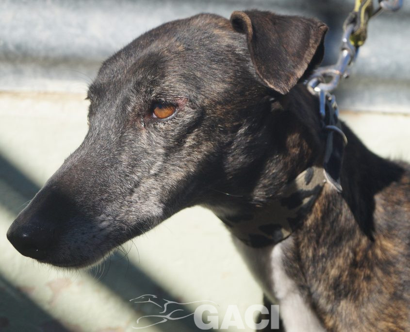 P190206_04 PERLA H5 941000017216421 ( CEDIDA) (6)