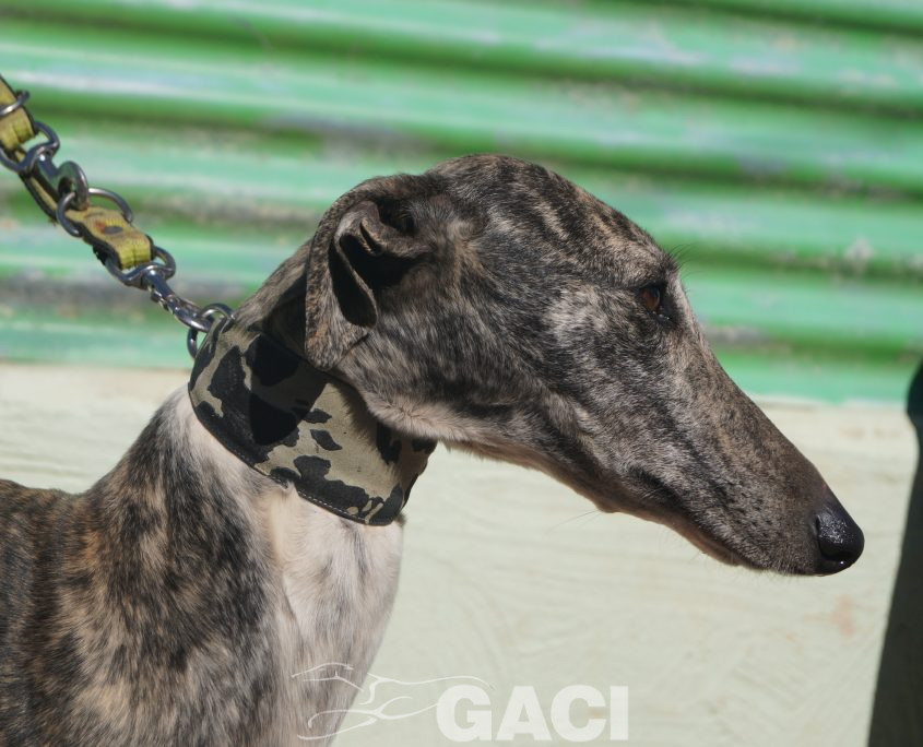 P190208_01 ANITA H4 941000021125270 ( CEDIDA) (1)