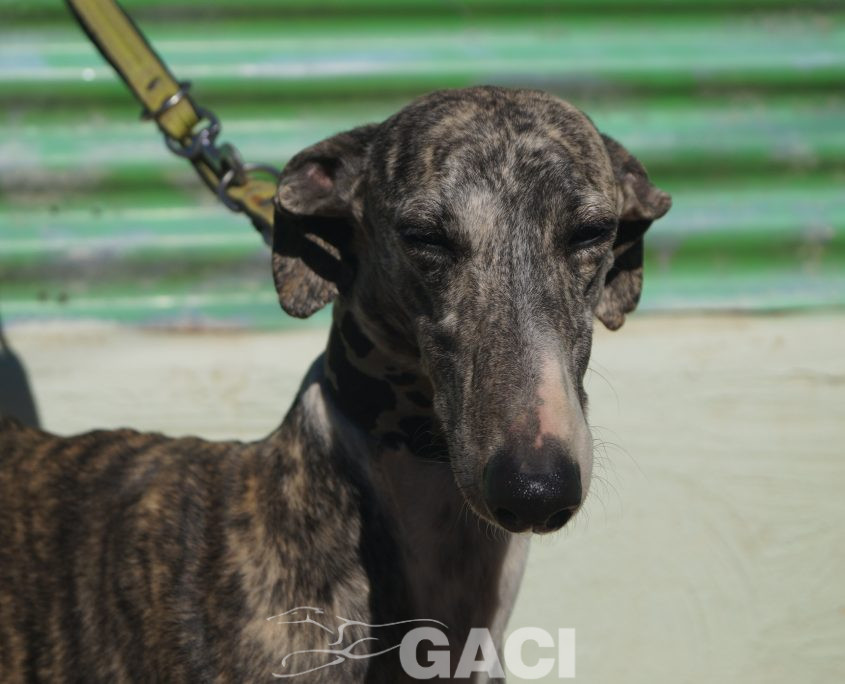 P190208_01 ANITA H4 941000021125270 ( CEDIDA) (2)