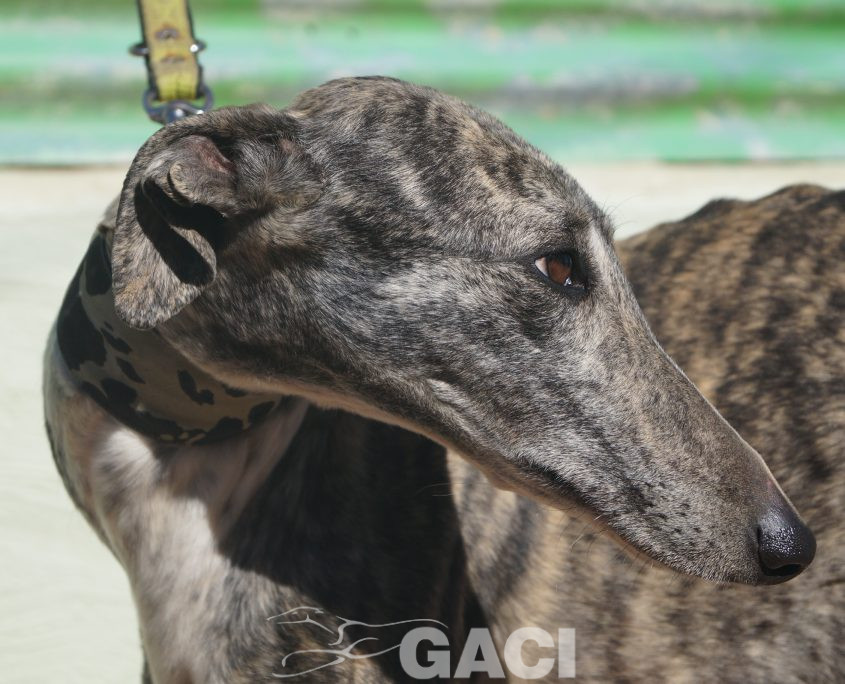 P190208_01 ANITA H4 941000021125270 ( CEDIDA) (3)