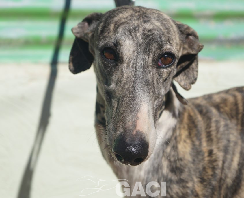 P190208_01 ANITA H4 941000021125270 ( CEDIDA) (4)