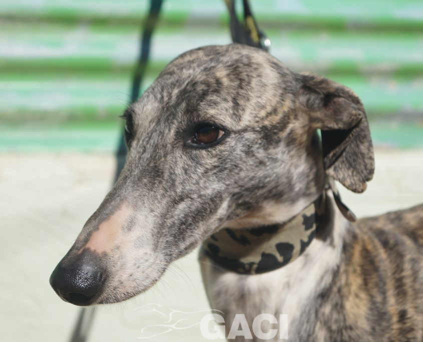 P190208_01 ANITA H4 941000021125270 ( CEDIDA) (5)