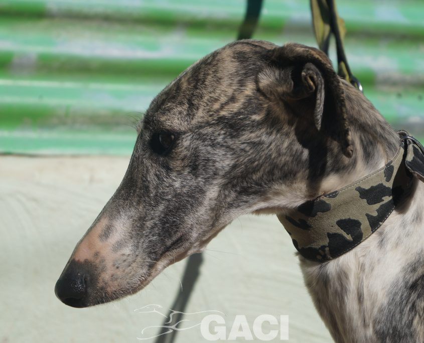 P190208_01 ANITA H4 941000021125270 ( CEDIDA) (6)