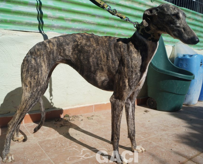 P190208_01 ANITA H4 941000021125270 ( CEDIDA) (7)