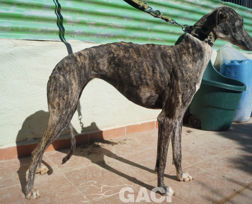 P190208_01 ANITA H4 941000021125270 ( CEDIDA) (8)