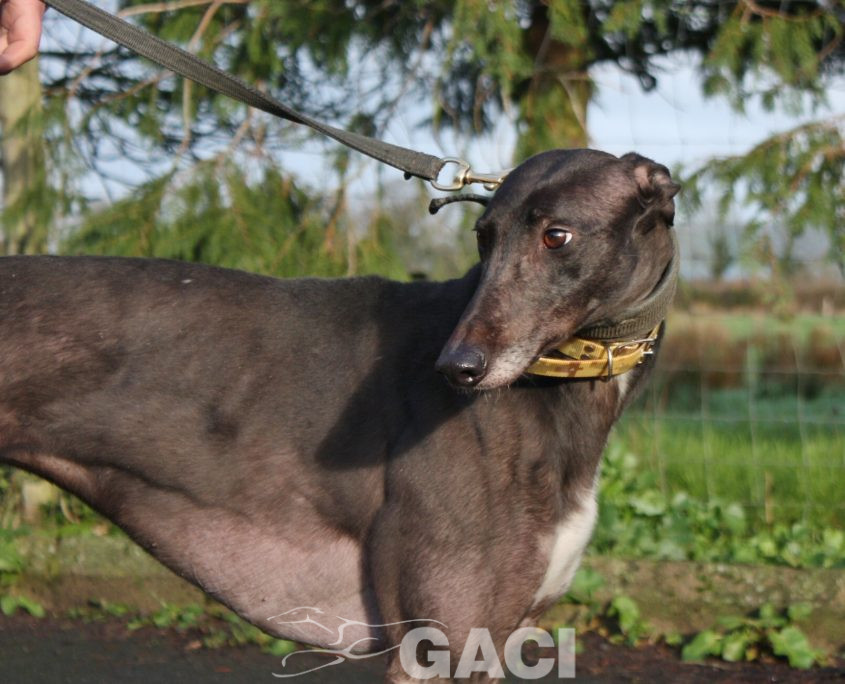 SWAN -23-12-2015 - F (1)