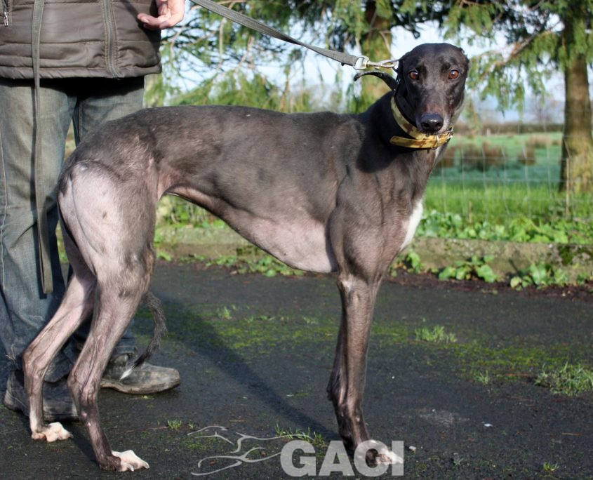 SWAN -23-12-2015 - F (2)