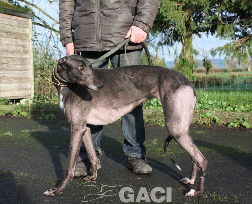 SWAN -23-12-2015 - F (3)