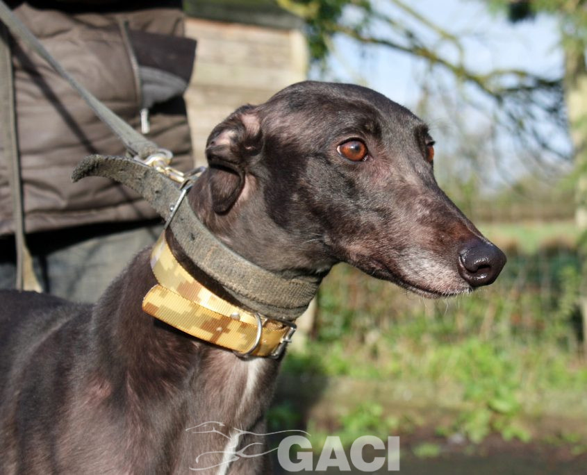 SWAN -23-12-2015 - F (4)