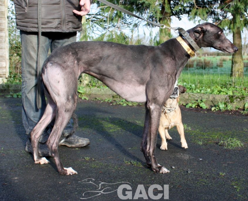 SWAN -23-12-2015 - F (5)