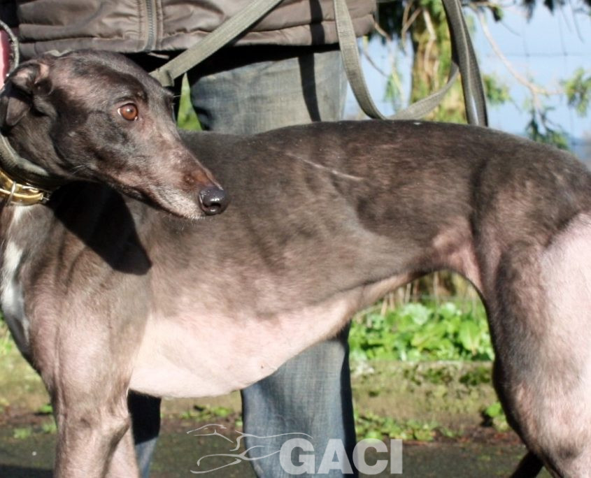 SWAN -23-12-2015 - F (6)