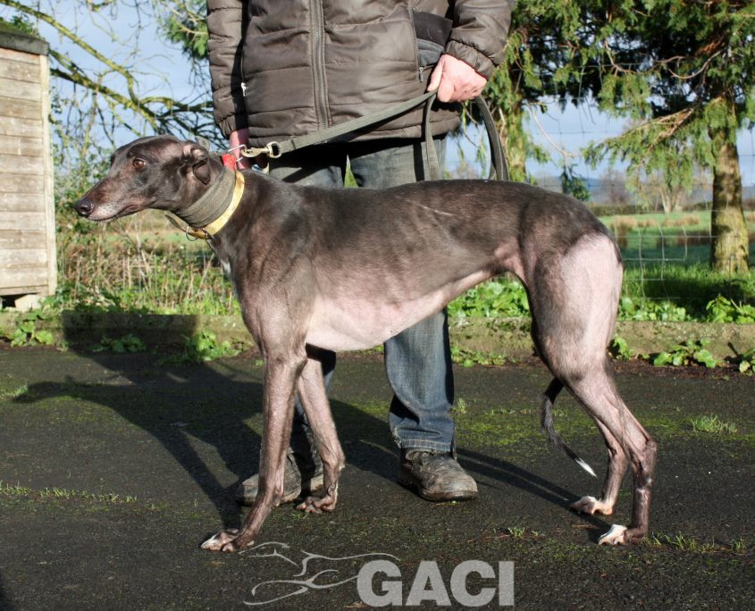 SWAN -23-12-2015 - F (8)